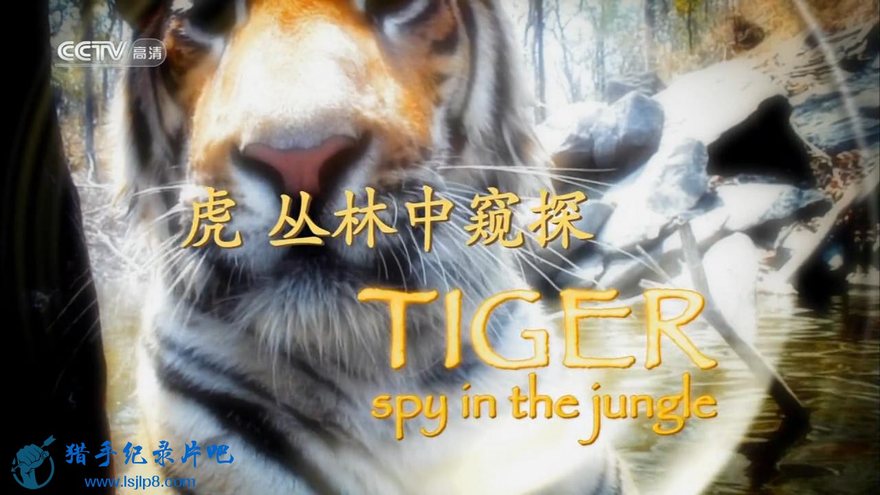 CCTV.Tiger.Spy.In.The.Jungle.Ep01.720p.HDTV.x264-CHDTV_20180509182958.JPG