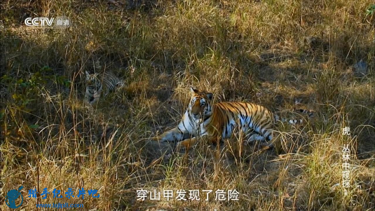 CCTV.Tiger.Spy.In.The.Jungle.Ep01.720p.HDTV.x264-CHDTV_20180509183130.JPG