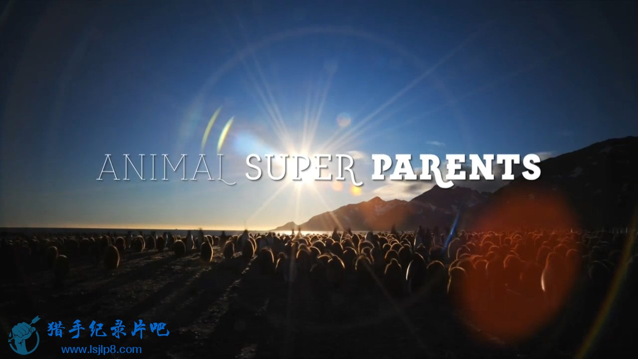 BBC.Animal.Super.Parents.Series.1.1of3.Going.It.Alone.720p.HDTV.x264.AAC.MVGroup.jpg