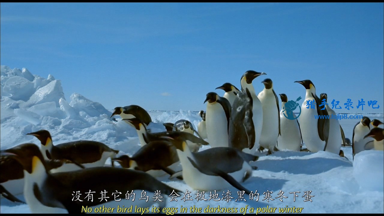 [IMAX.ϼ-һĴȻ֮̽].IMAX.Antarctica.An.adventure.of.a.Different.jpg