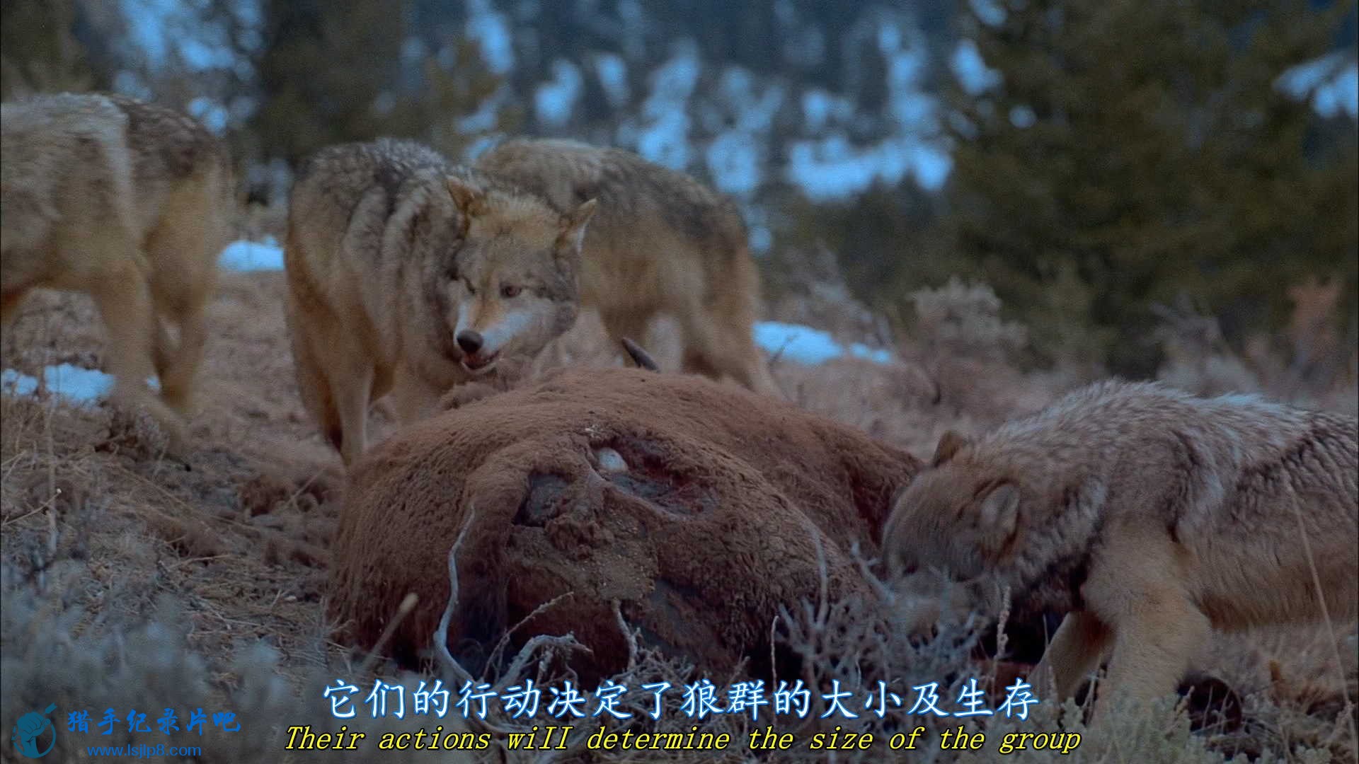 IMAX - Wolves.2001.1080p.BluRay.x264-CtrlHD.mkv_20200626_191107.083_ͼ.jpg