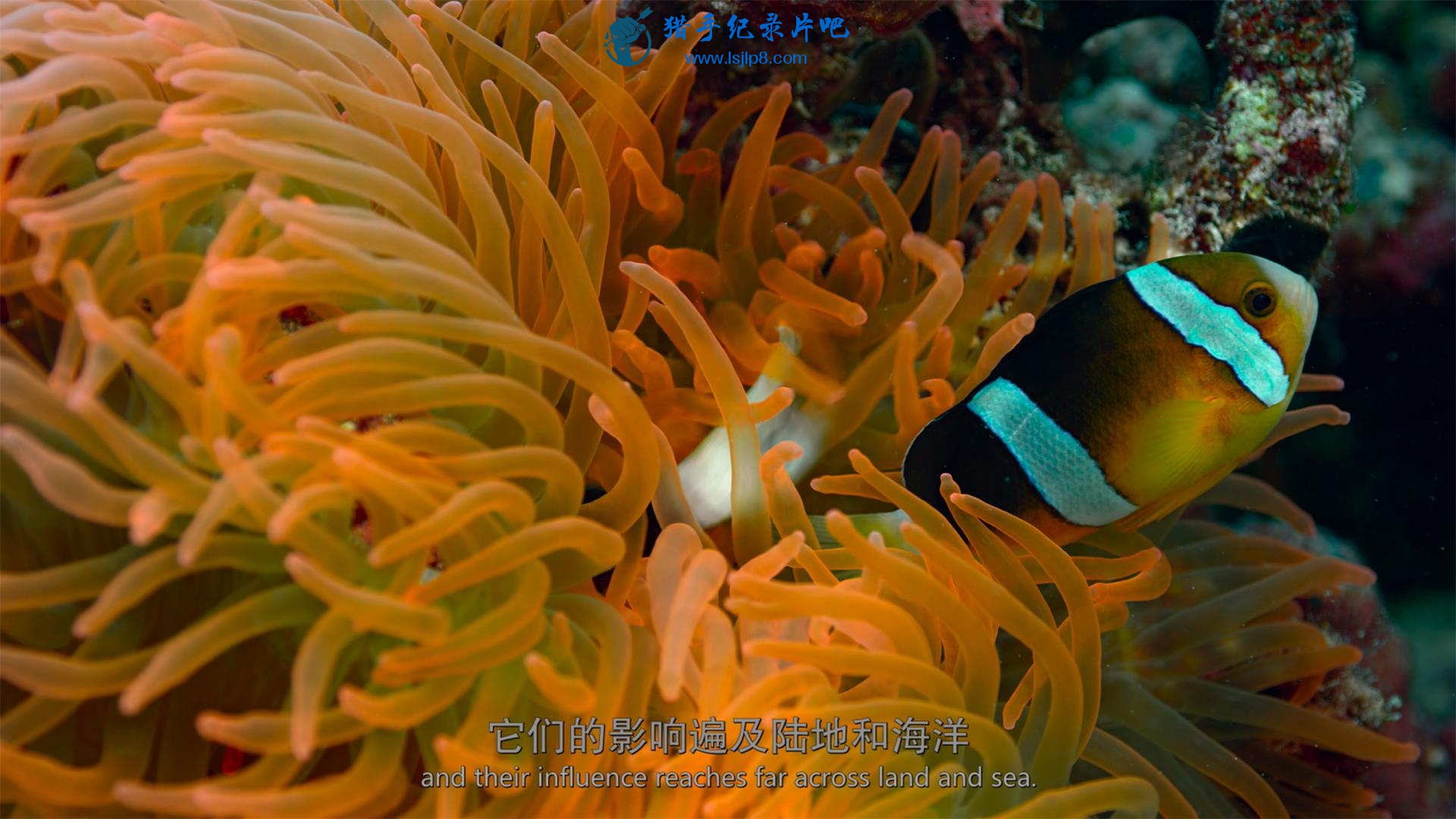 The.Last.Reef.2012.2160p.UHD.BluRay.x265-WhiteRhino.mkv_20200707_140837.736(1)_ͼ.jpg