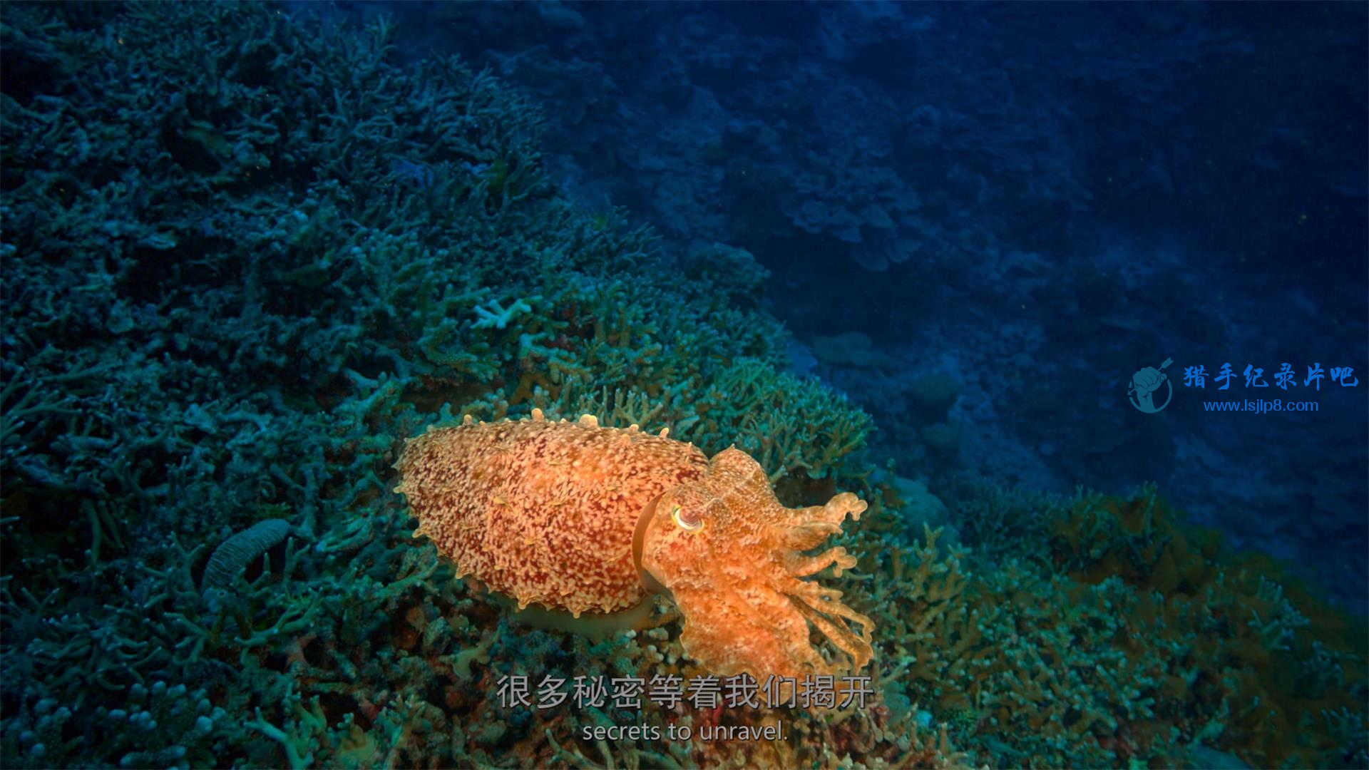 The.Last.Reef.2012.2160p.UHD.BluRay.x265-WhiteRhino.mkv_20200707_140928.575(1)_ͼ.jpg