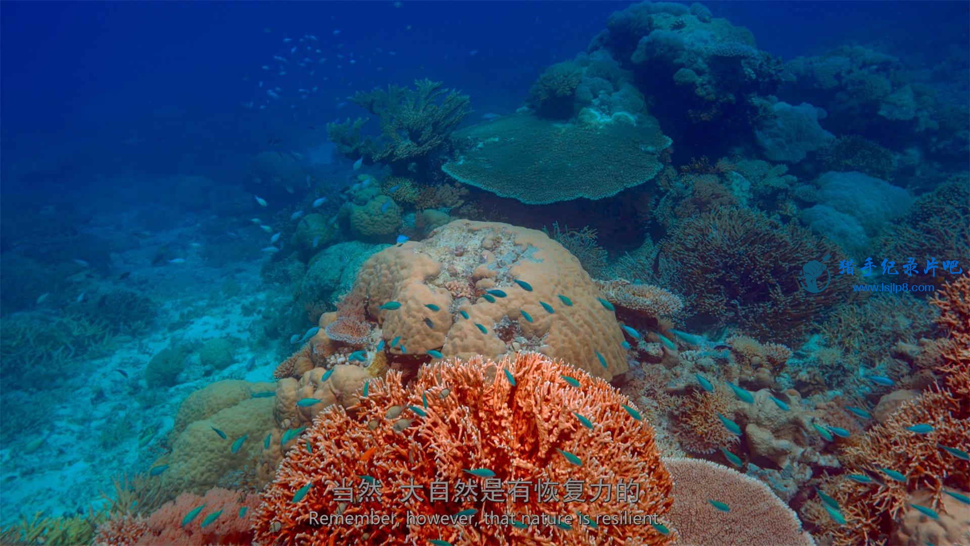 The.Last.Reef.2012.2160p.UHD.BluRay.x265-WhiteRhino.mkv_20200707_140953.928(1)_ͼ.jpg