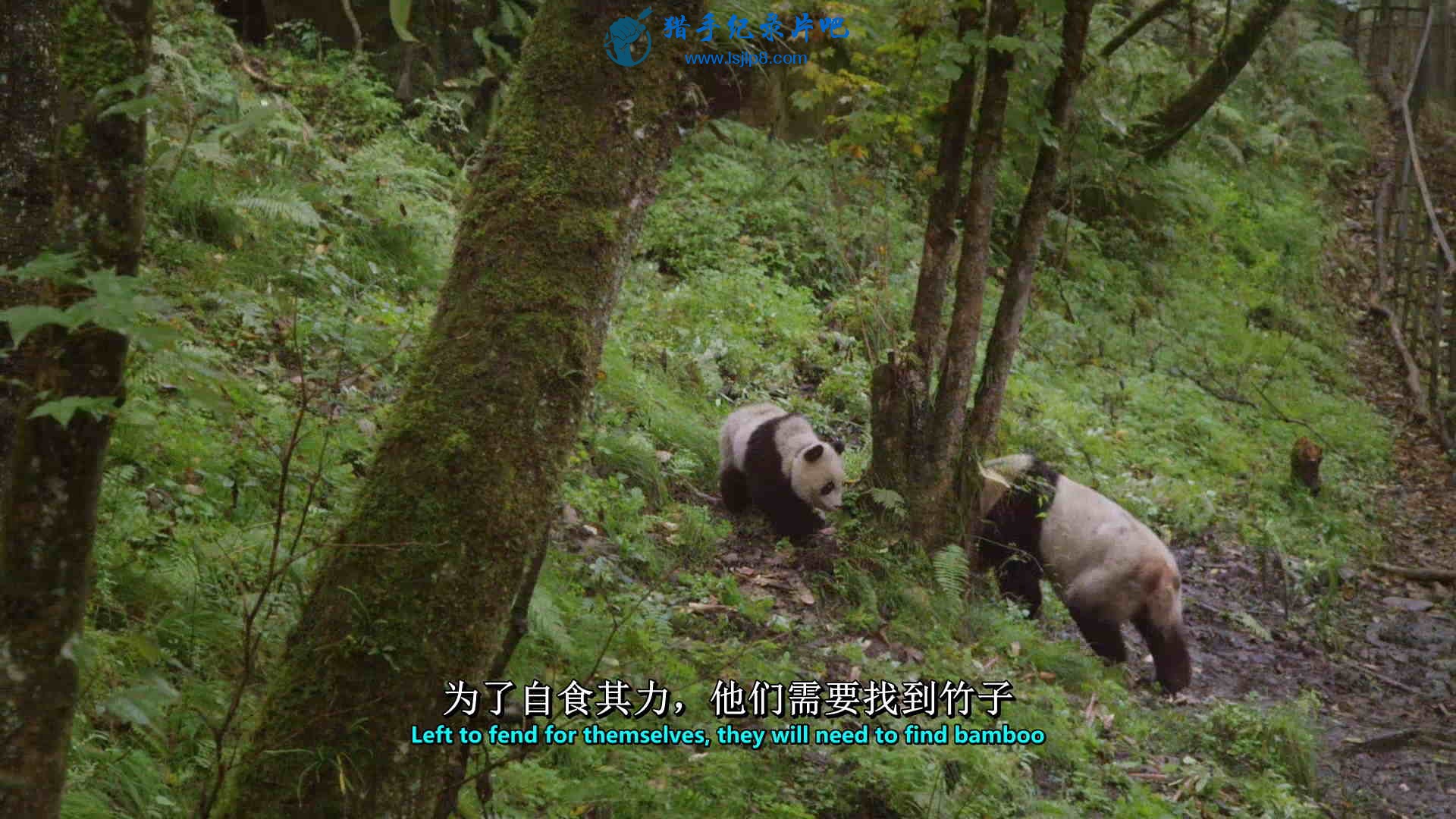 Pandas.The.Journey.Home.2014.1080p.BluRay.x264-SADPANDA.mkv_20200723_085232.666_ͼ.jpg