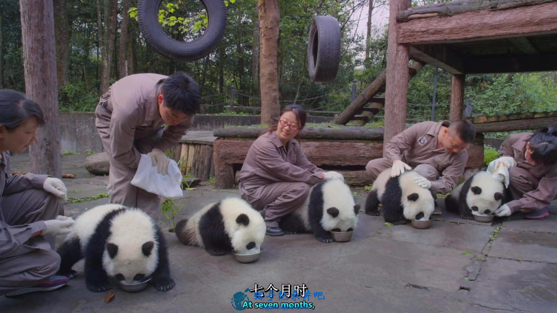 Pandas.The.Journey.Home.2014.1080p.BluRay.x264-SADPANDA.mkv_20200723_085216.529_ͼ.jpg