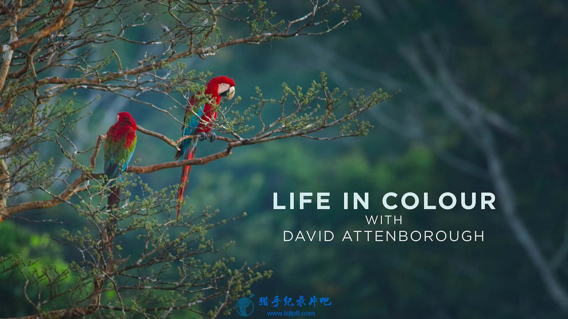 Life.in.Colour.with.David.Attenborough.S01E01.Seeing.in.Colour.1080p.NF.WEB-DL.D.jpg