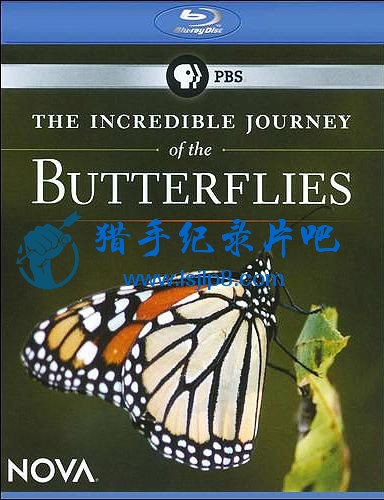 The-Incredible-Journey-of-the-Butterflies-PBS-Cover.jpg