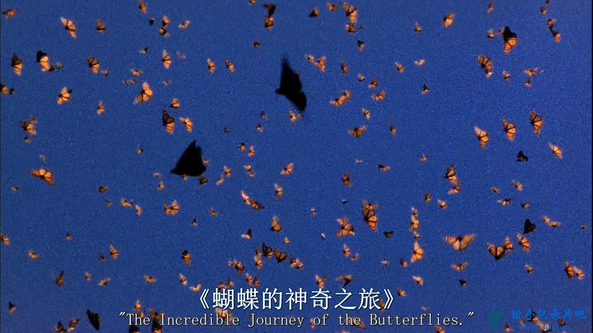 Incredible.Journey.of.the.Butterflies.2009.Bluray.1080p.AC3.x264-CHD.jpg