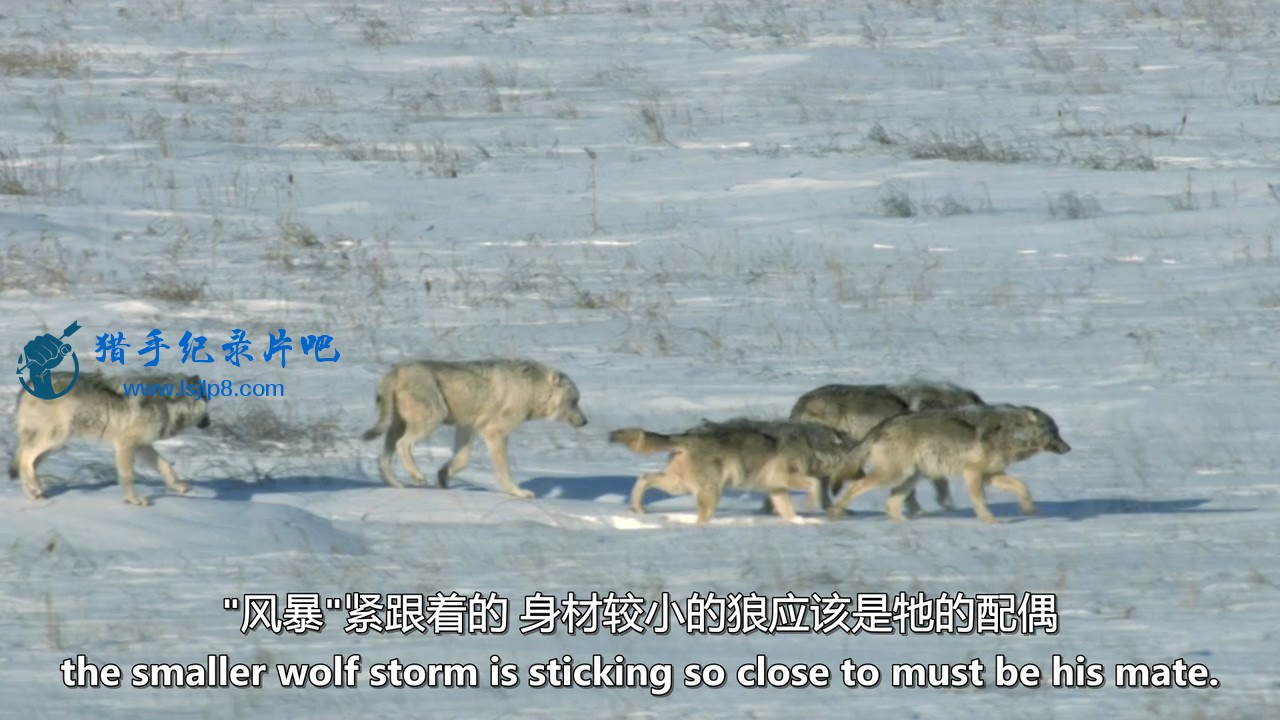 BBC.Natural.World.2012.A.Wolf.Called.Storm.720p.HDTV.x264.AAC.MVGroup.org.mkv_20.jpg