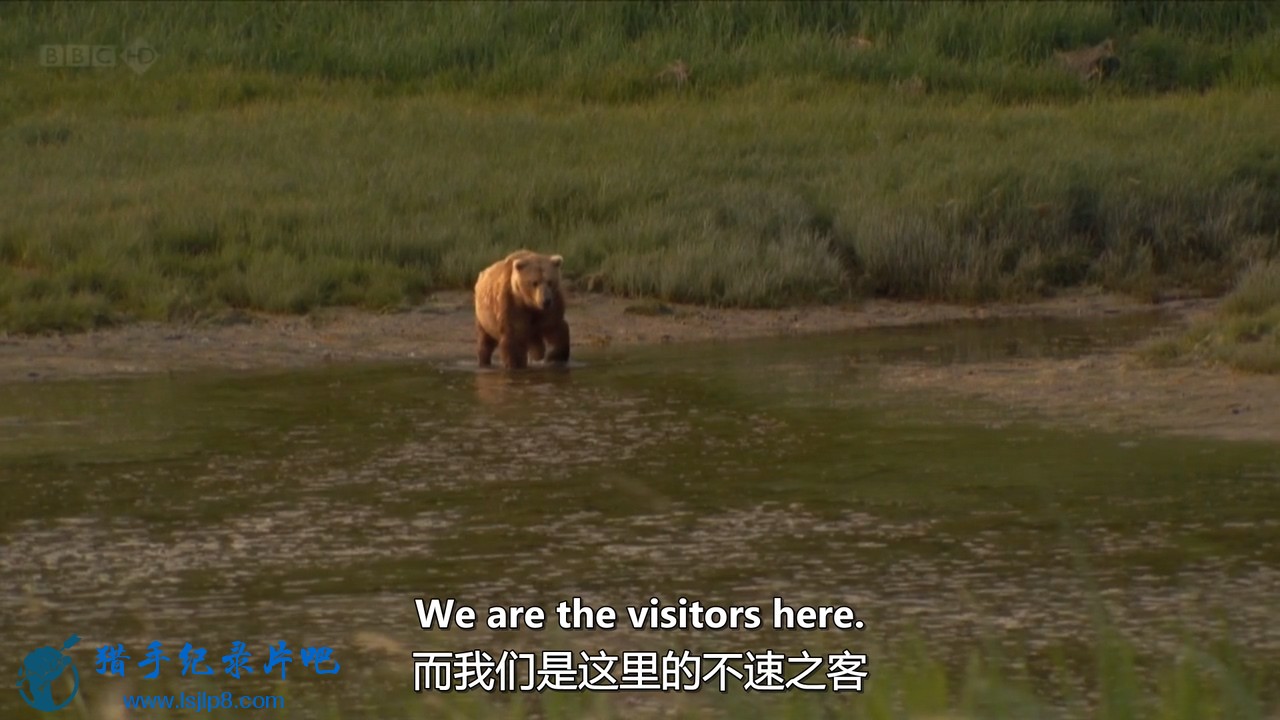 BBC.Natural.World.2012.Grizzlies.of.Alaska.HDTV.x264.AAC.MVGroup.org.mkv_2021120.jpg