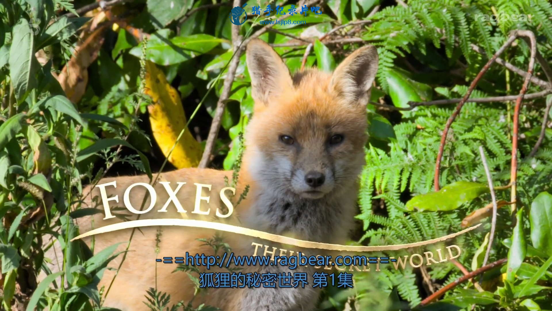 [][Foxes.Their.Secret.World.S01E01][1080P].jpg