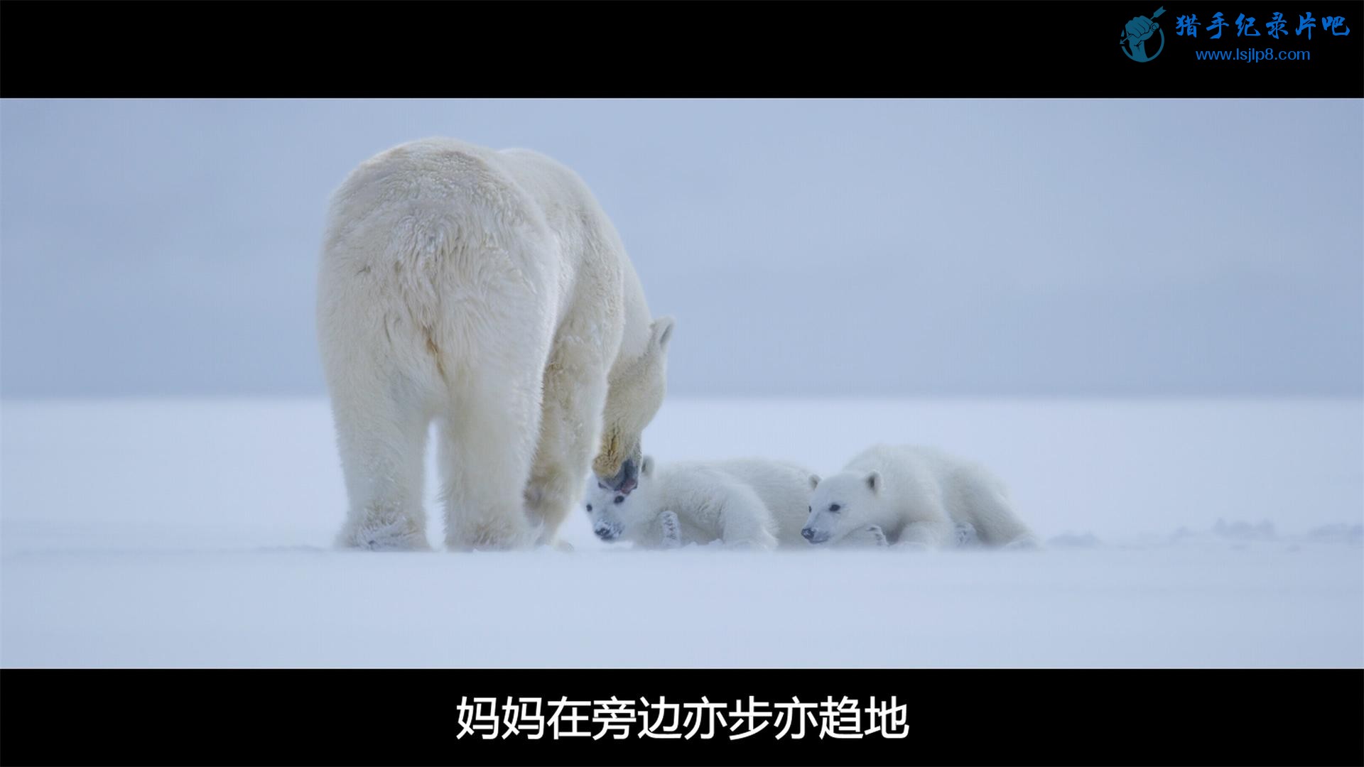 Polar.Bear.2022.2160p.WEB-DL.DDP5.1.Atmos.HDR.H.265-BREEZE.jpg