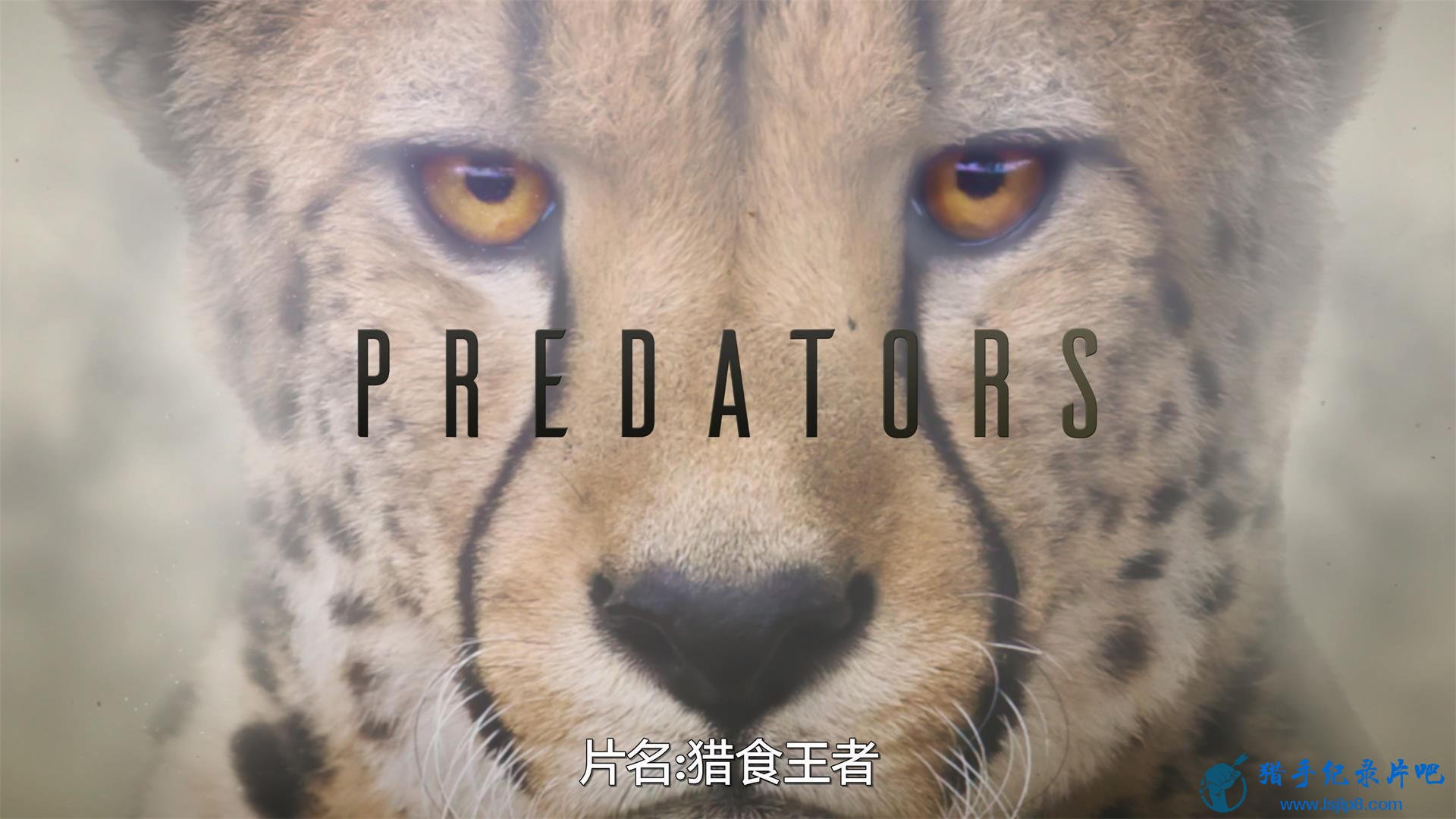 Predators.2022.S01E01.Cheetah.2160p.NF.WEB-DL.DDP5.1.Atmos.DV.1jpg.jpg