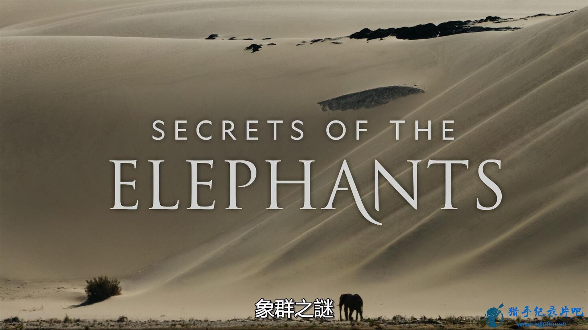 Secrets.of.the.Elephants.S01E01.Savanna.2160p.DSNP.WEB-DL.DDP5.1.1.jpg