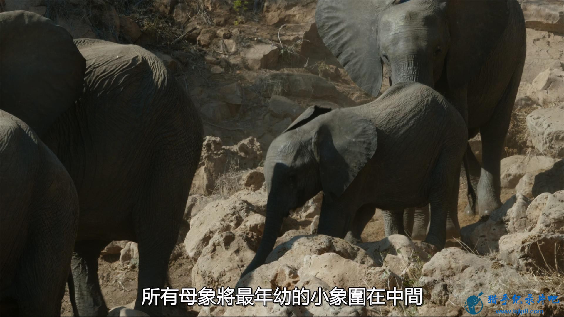 Secrets.of.the.Elephants.S01E01.Savanna.2160p.DSNP.WEB-DL.DDP5.1.2.jpg