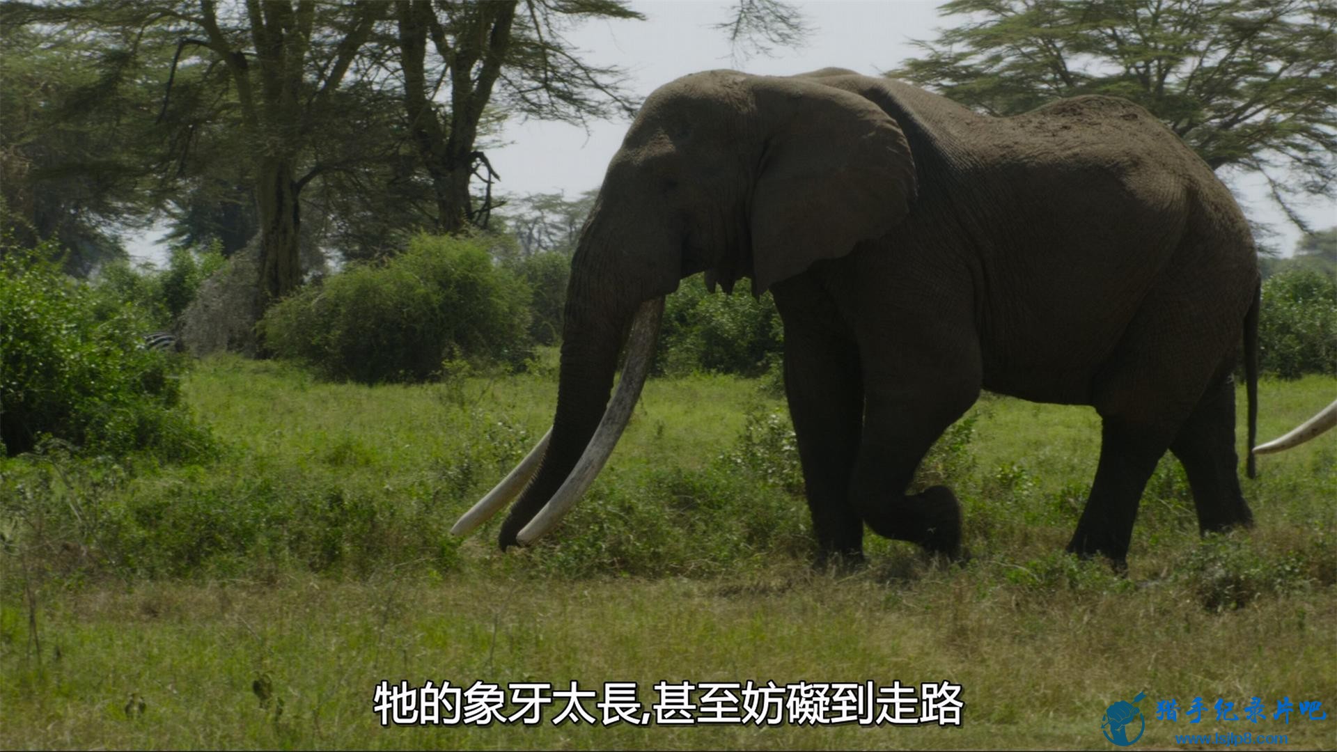 Secrets.of.the.Elephants.S01E01.Savanna.2160p.DSNP.WEB-DL.DDP5.1.3.jpg