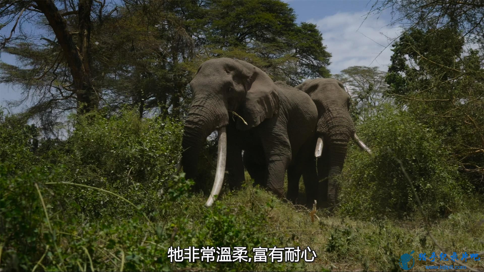 Secrets.of.the.Elephants.S01E01.Savanna.2160p.DSNP.WEB-DL.DDP5.1.4.jpg