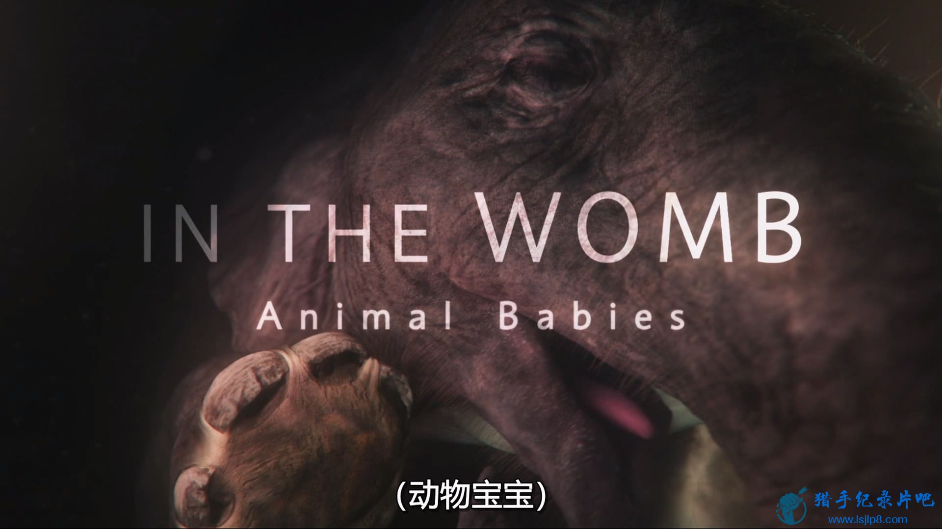 In.The.Womb.Animal.Babies.S01E01.1080p.DSNP.WEB-DL.DD5.1.H.264-PlayWEB.jpg