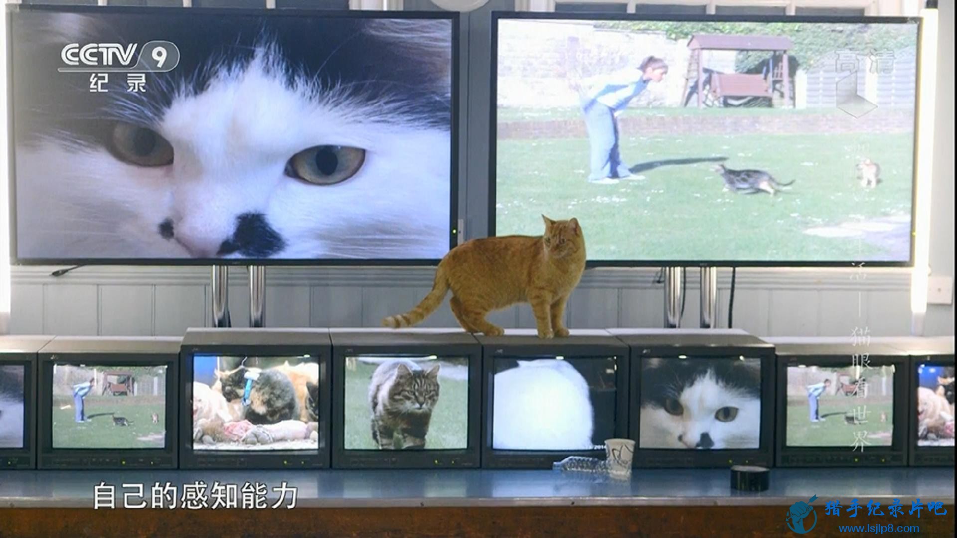 CCTV9 è Cats Uncovered (2017).EP01.èۿ A Cat's Eye View.1.jpg