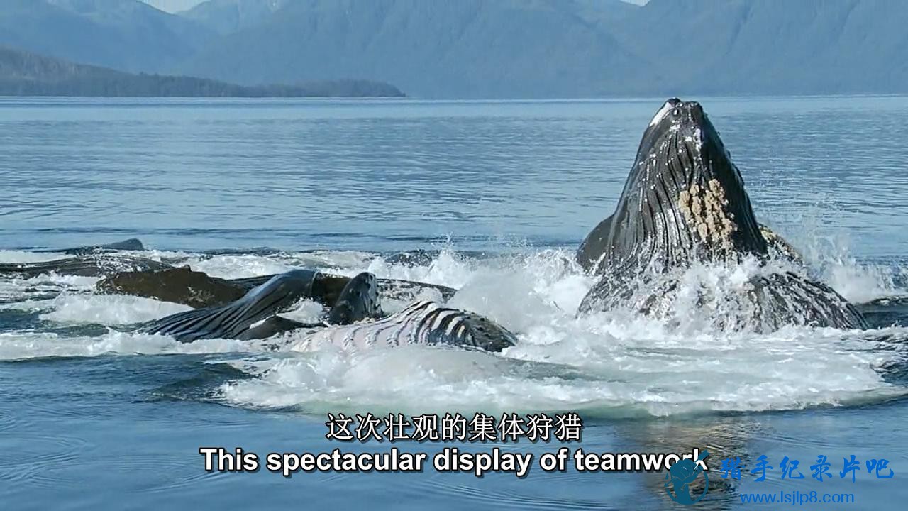 Ocean Giants -02- ˮ˼ Deep Thinkers 2011 720p  BluRay AC3 2.0 x264-DON_20.jpg