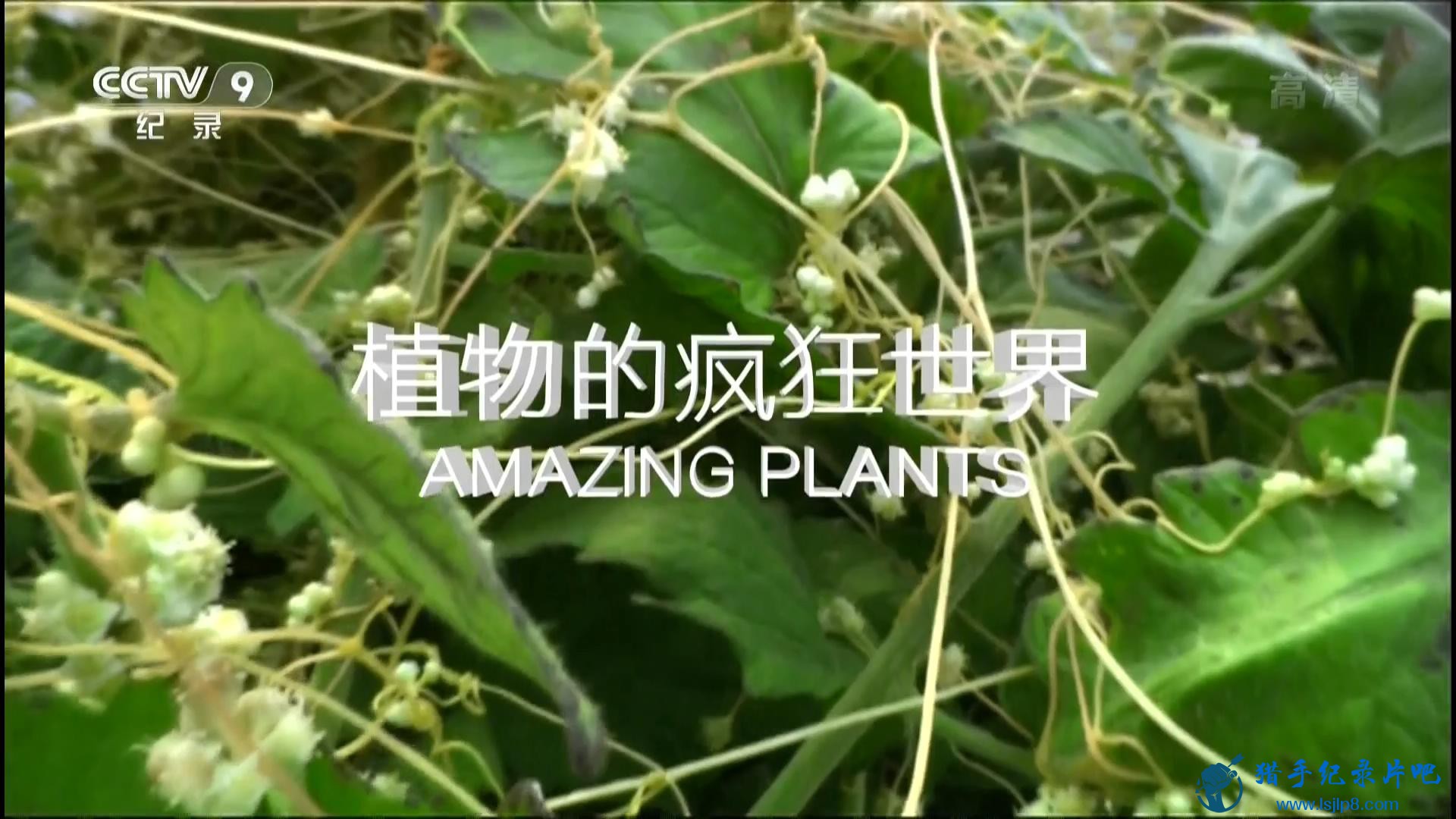 CCTV9 Ұ ֲķ Amazing Plants (2015).1080P.20150217_20180124125129.JPG