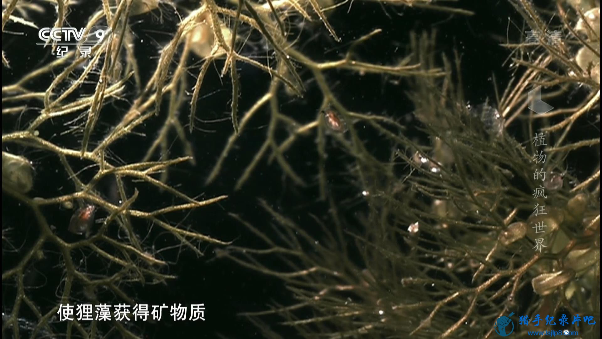 CCTV9 Ұ ֲķ Amazing Plants (2015).1080P.20150217_20180124125236.JPG