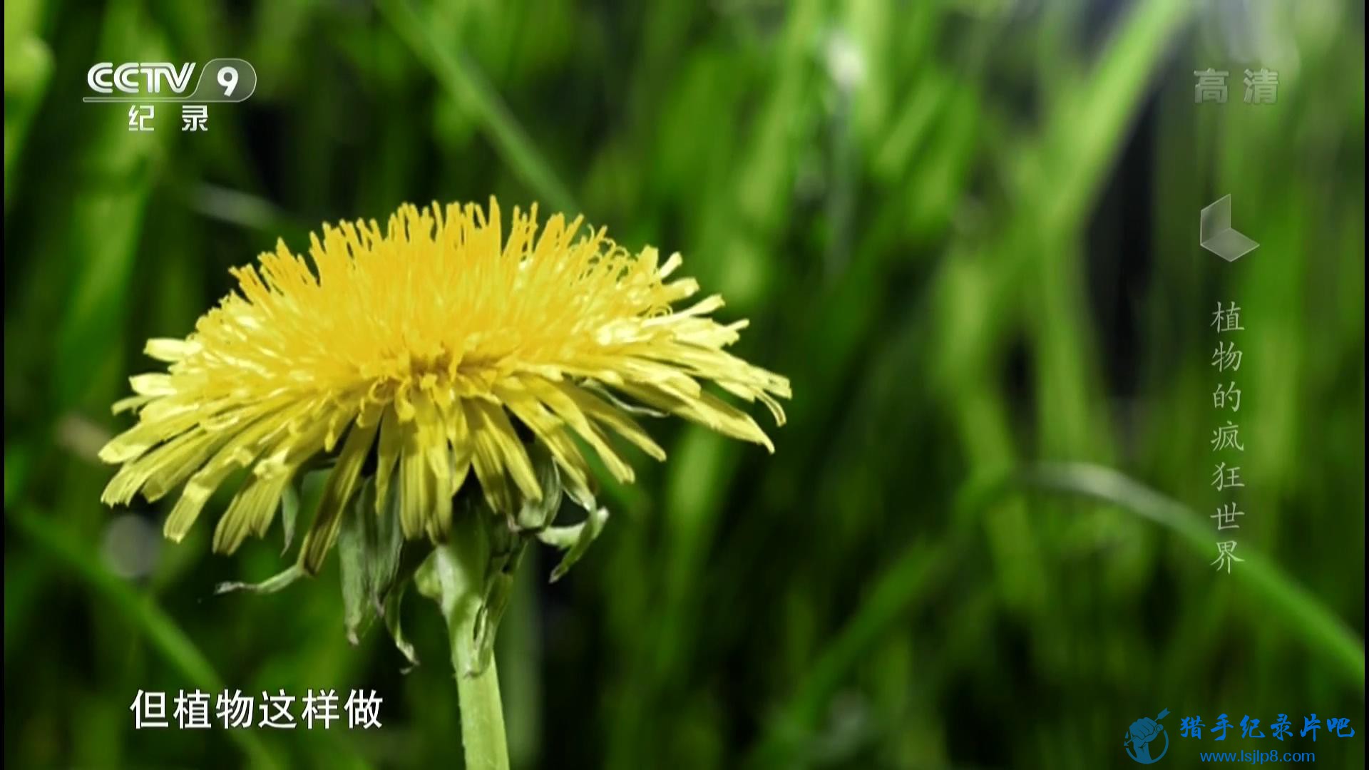 CCTV9 Ұ ֲķ Amazing Plants (2015).1080P.20150217_20180124125414.JPG