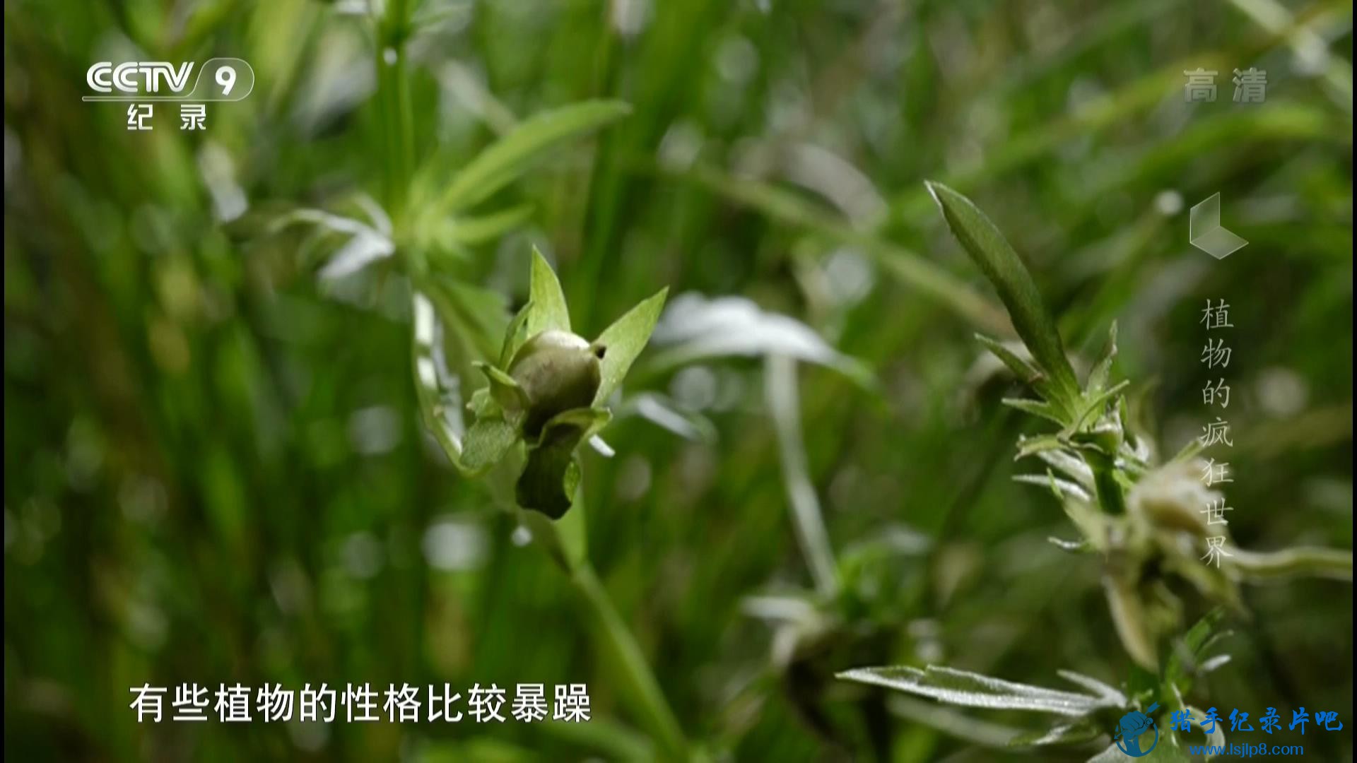 CCTV9 Ұ ֲķ Amazing Plants (2015).1080P.20150217_20180124125534.JPG