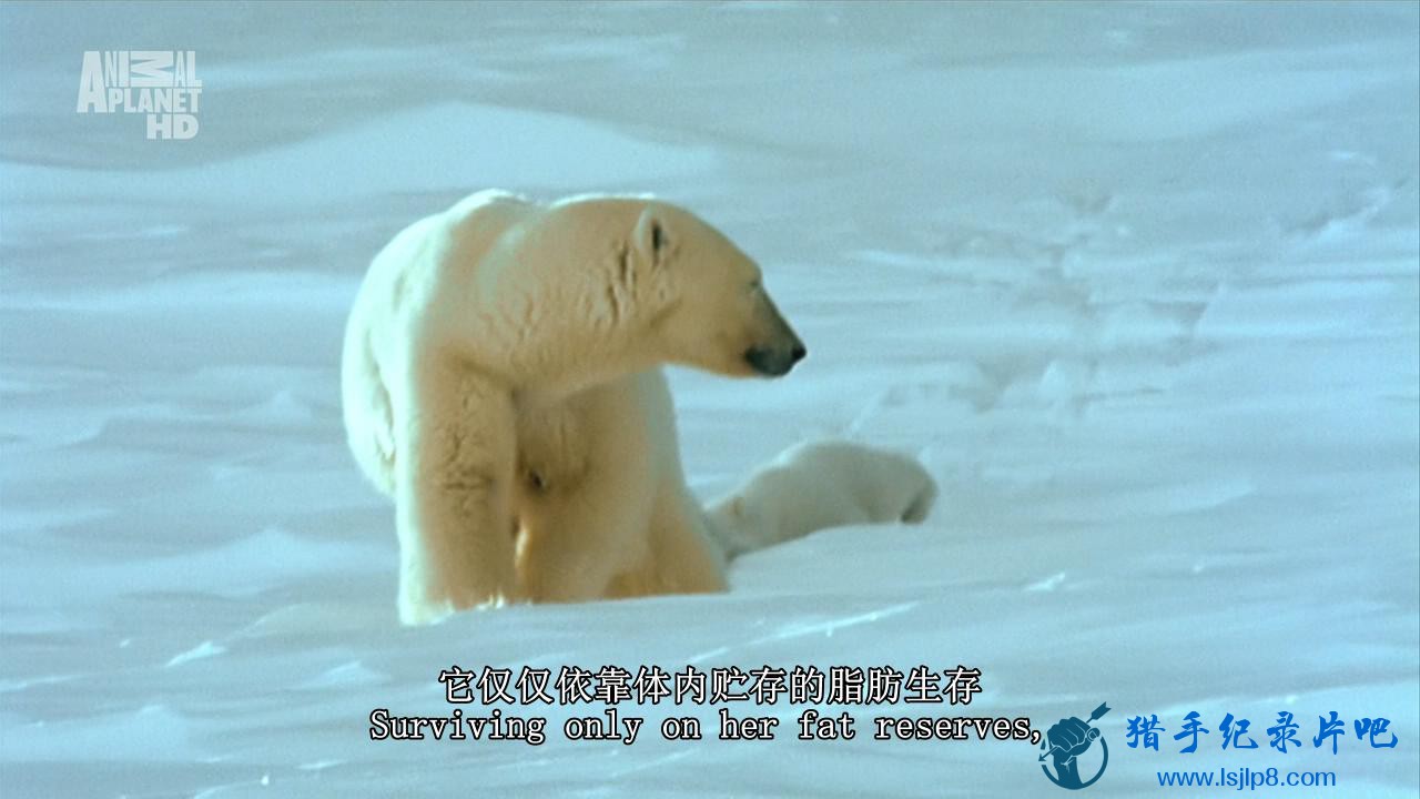 01.Wildest Arctic  Arctic Ocean - The Frozen Sea 2012 720p HDTV AC3 5.1 x264-DON.jpg