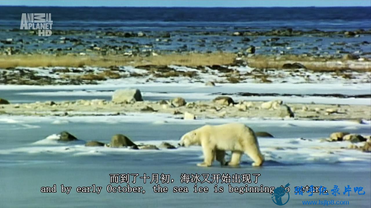 01.Wildest Arctic  Arctic Ocean - The Frozen Sea 2012 720p HDTV AC3 5.1 x264-DON.jpg