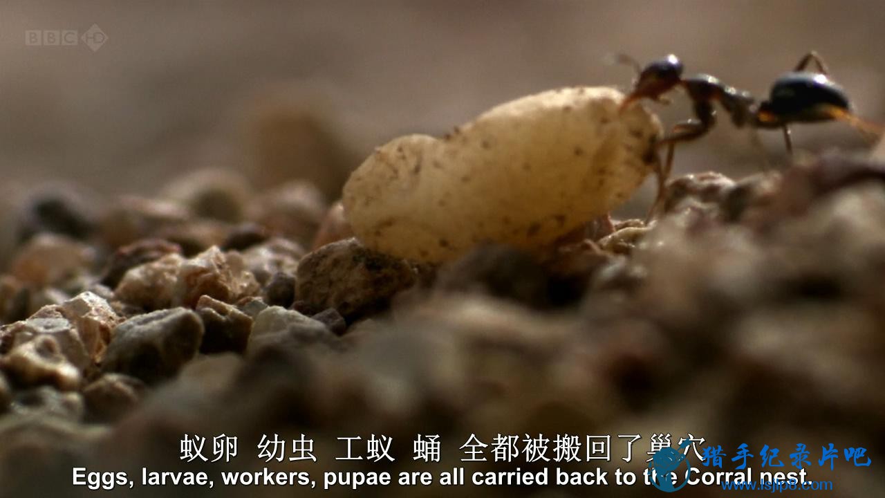 cat BBC.Natural.World.2011.Empire.of.the.Desert.Ants.HDTV.x264.AAC.MVGroup.org_2.jpg