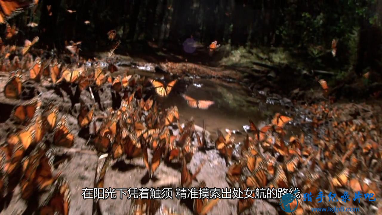 [ҵǨEP01].National.Geographic.Great.Migrations.EP01.Born.to.Move.2010.jpg