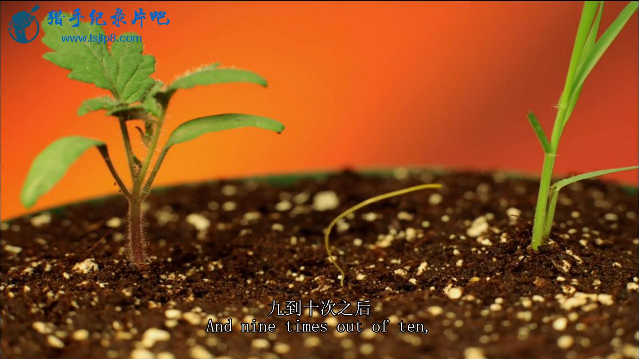 PBS.Nature.ֲĶԻ What Plants Talk About (2013).720p.x264.AAC.MVGroup.org_.jpg