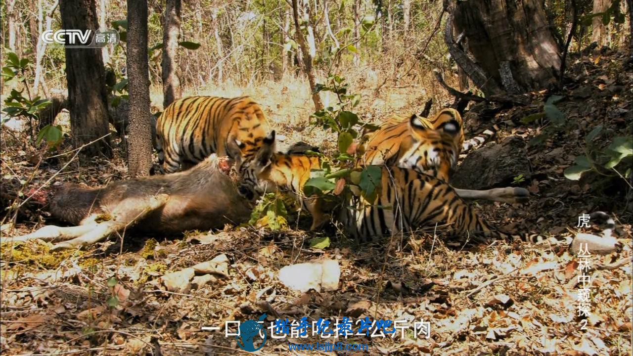 CCTV.Tiger.Spy.In.The.Jungle.Ep02.720p.HDTV.x264-CHDTV_20180509183230.JPG