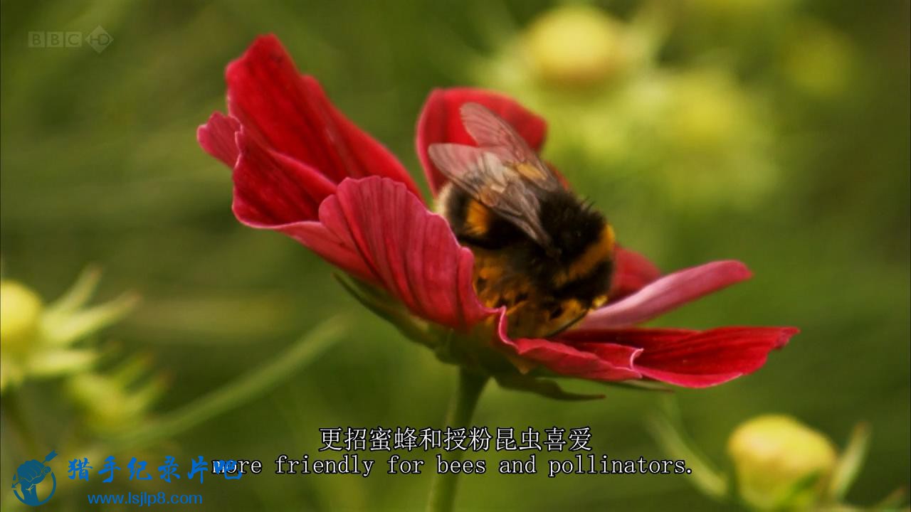 ۷뻨ũ塿BBC.Bees.Butterflies.And.BloomsVillages.Farms.And.Countr.jpg