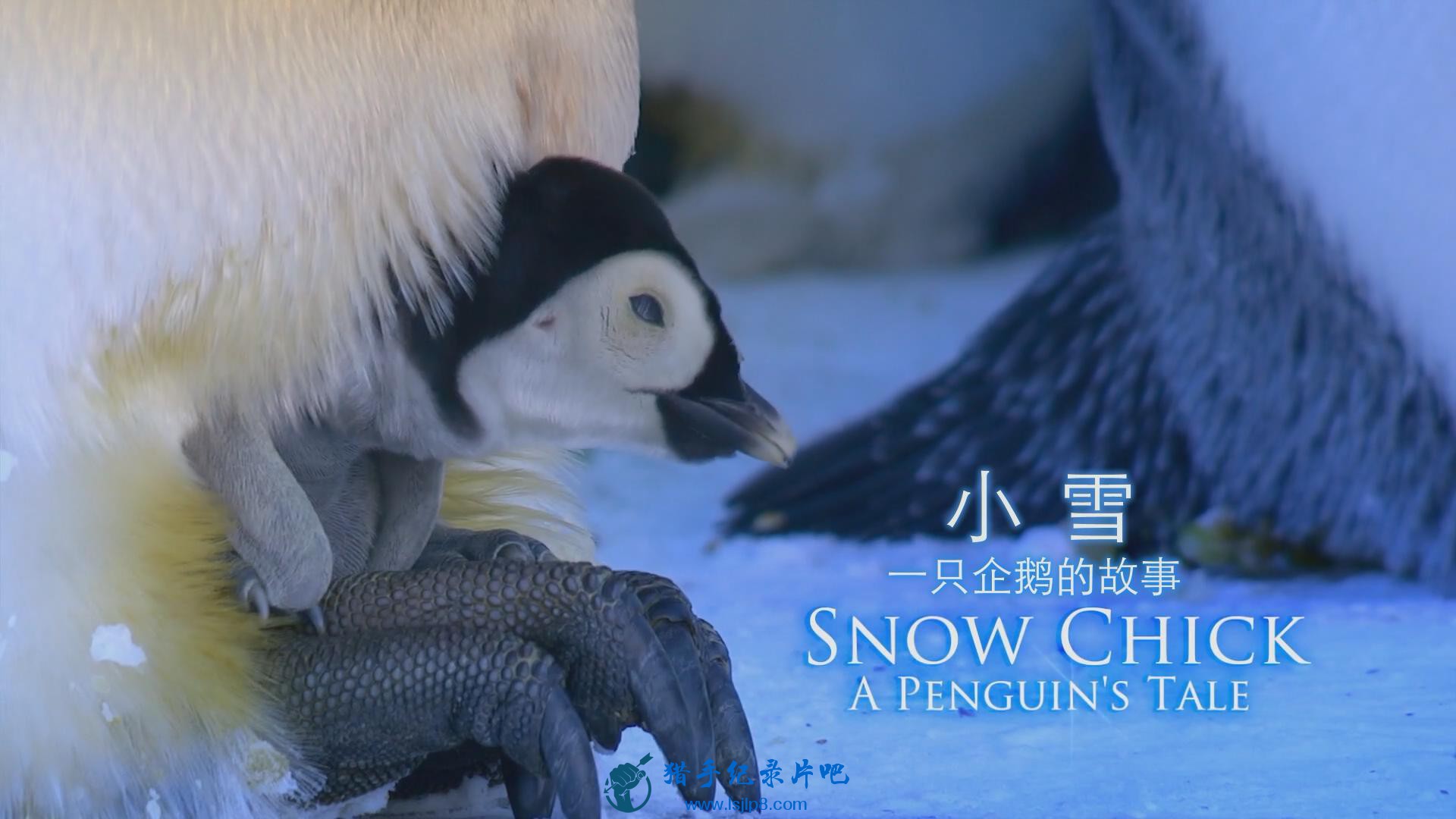 BBC.Snow.Chick.A.Penguins.Tale.1080p.HDTV.x264.AAC.MVGroup.org_20180612213235.JPG