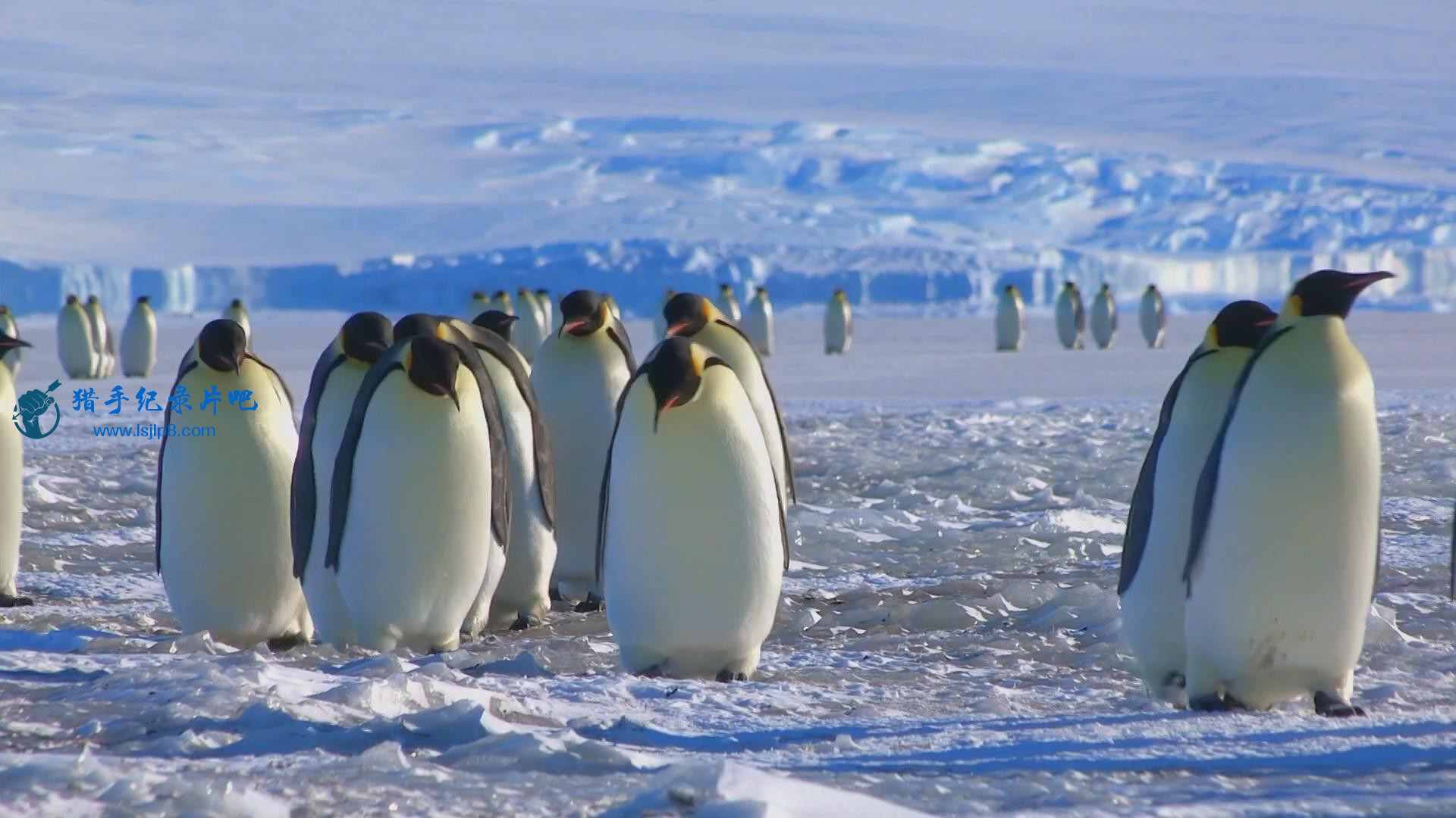 BBC.Snow.Chick.A.Penguins.Tale.1080p.HDTV.x264.AAC.MVGroup.org_20180612213317.JPG