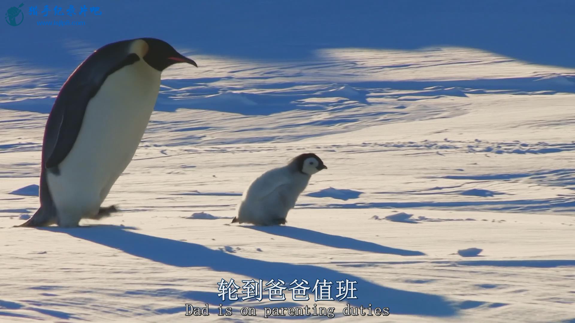 BBC.Snow.Chick.A.Penguins.Tale.1080p.HDTV.x264.AAC.MVGroup.org_20180612213342.JPG