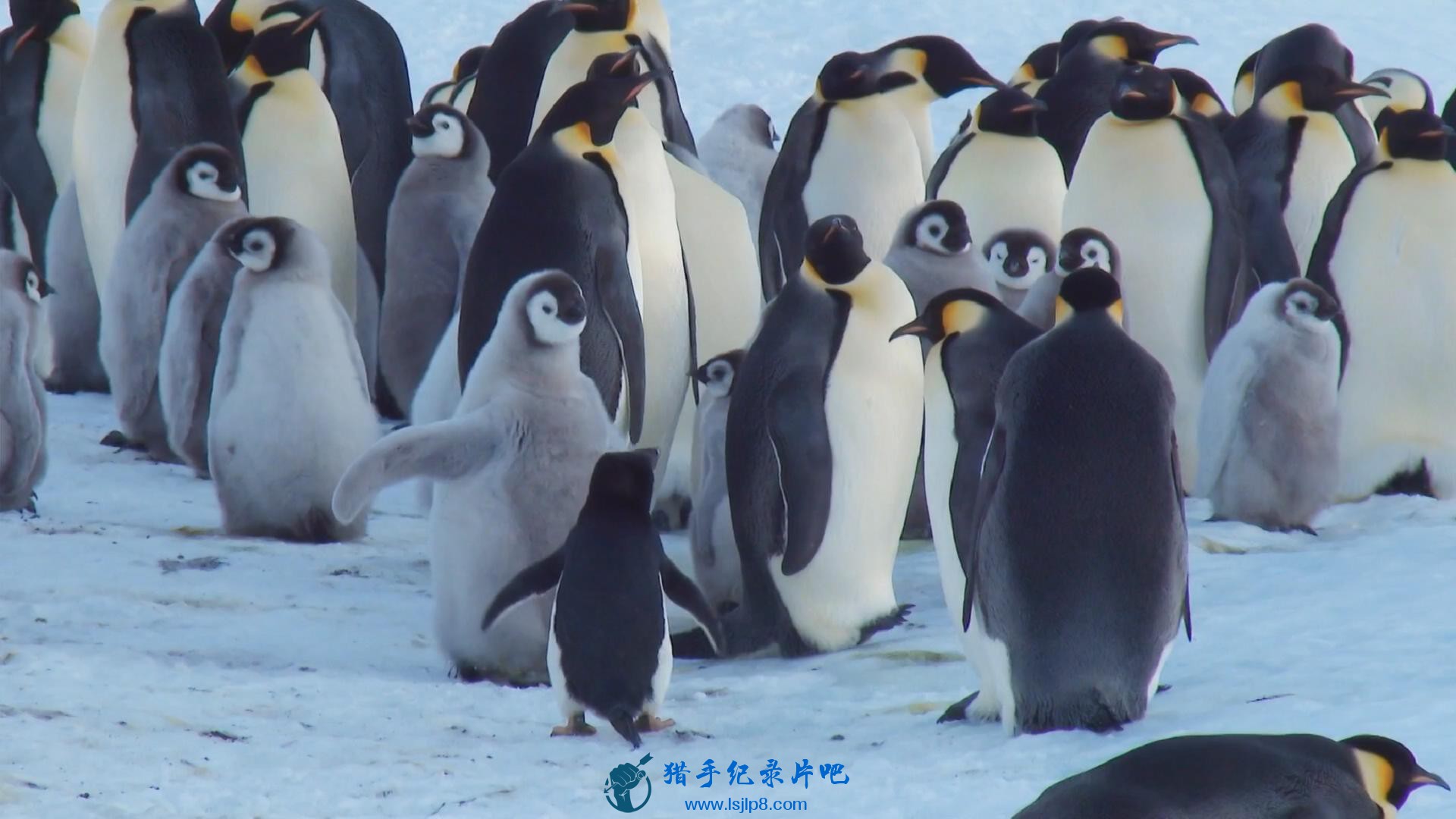 BBC.Snow.Chick.A.Penguins.Tale.1080p.HDTV.x264.AAC.MVGroup.org_20180612213420.JPG