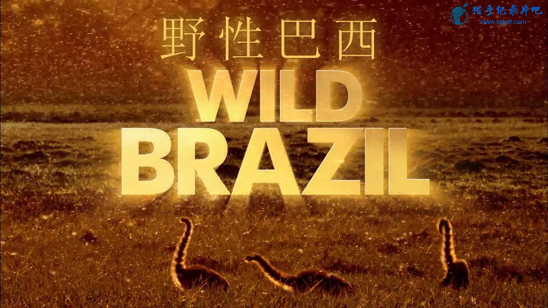 BBC.Earth.Wild.Brazil.2014.Part1.1080p.BluRay.H264.AAC-RARBG_20180630125048.JPG