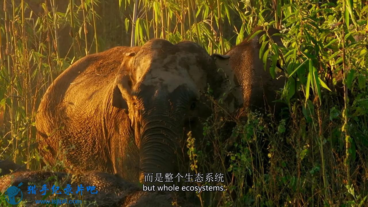 BBC.Wild.Burma.Natures.Lost.Kingdom.EP02.2013.720P.HDTV.x264-FTP_20180714153120.JPG