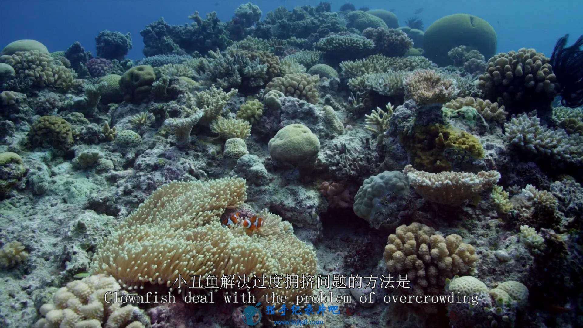 BBC.Great.Barrier.Reef.with.David.Attenborough.1of3.Builders.1080p.HDTV.x264.AAC.jpg