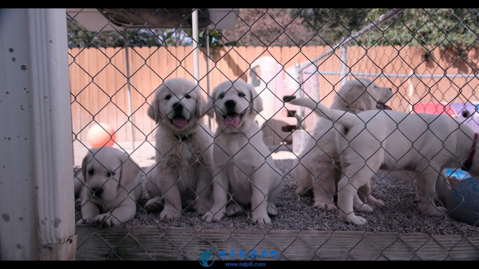 Dogs.S01E01.1080p.NF.WEB-DL.DD5.1.x264-PiA_20190902094330.JPG