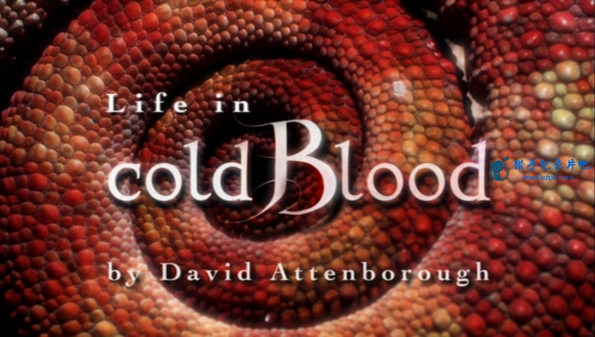 Life In Cold Blood - 1.The Cold Blooded Truth x264 AC3-SporkRG.mkv_20190911_162246.819.jpg