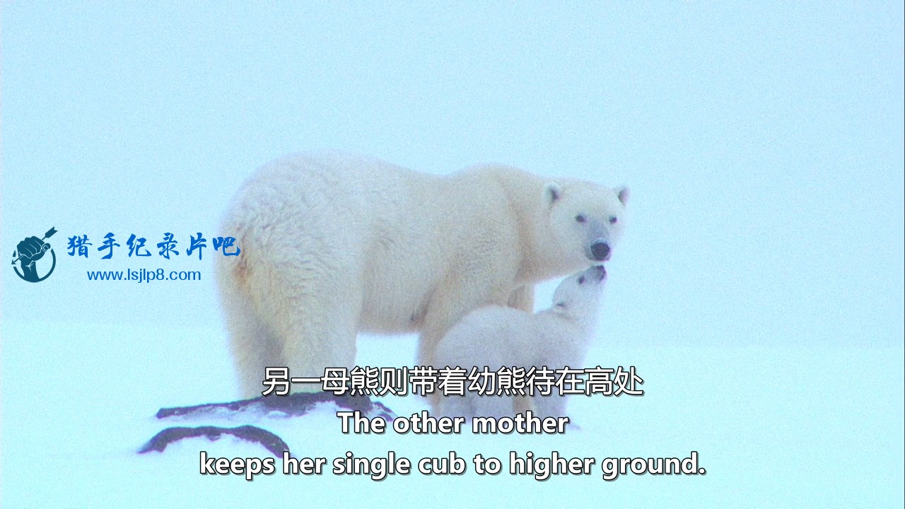 Polar.Bear.Spy.On.The.Ice.I.2010.Blu-ray.720p.x264.DD51.MySilu.mkv_20190929_085626.774.jpg
