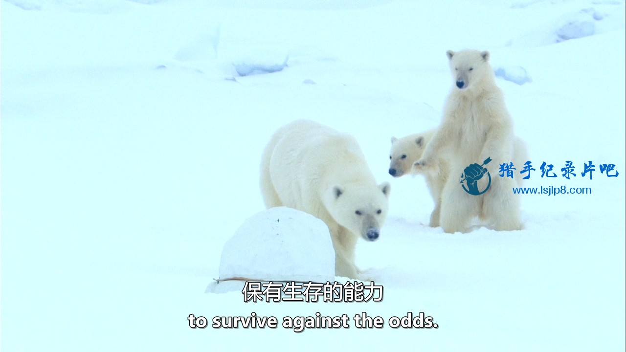 Polar.Bear.Spy.On.The.Ice.I.2010.Blu-ray.720p.x264.DD51.MySilu.mkv_20190929_085514.941.jpg