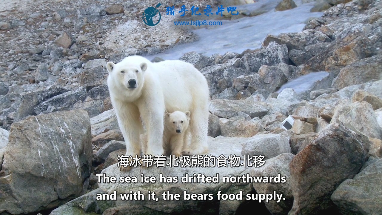 Polar.Bear.Spy.On.The.Ice.I.2010.Blu-ray.720p.x264.DD51.MySilu.mkv_20190929_085654.078.jpg