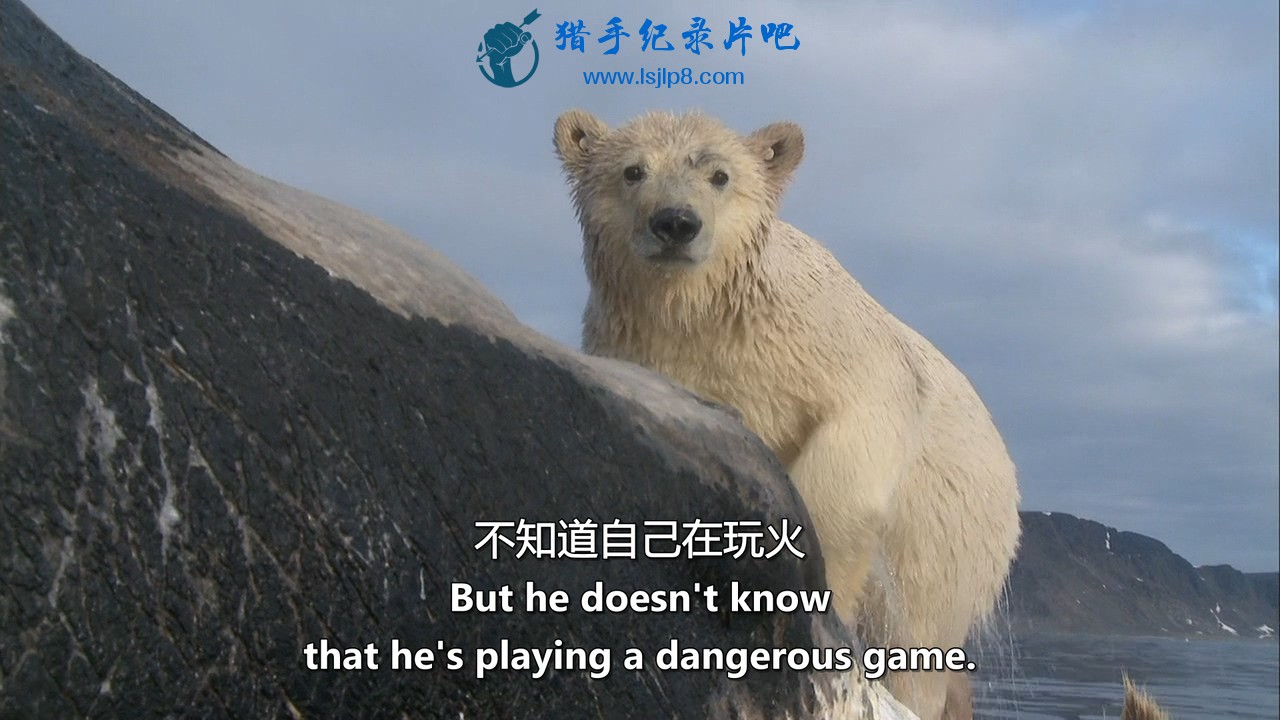 Polar.Bear.Spy.On.The.Ice.I.2010.Blu-ray.720p.x264.DD51.MySilu.mkv_20190929_085728.181.jpg
