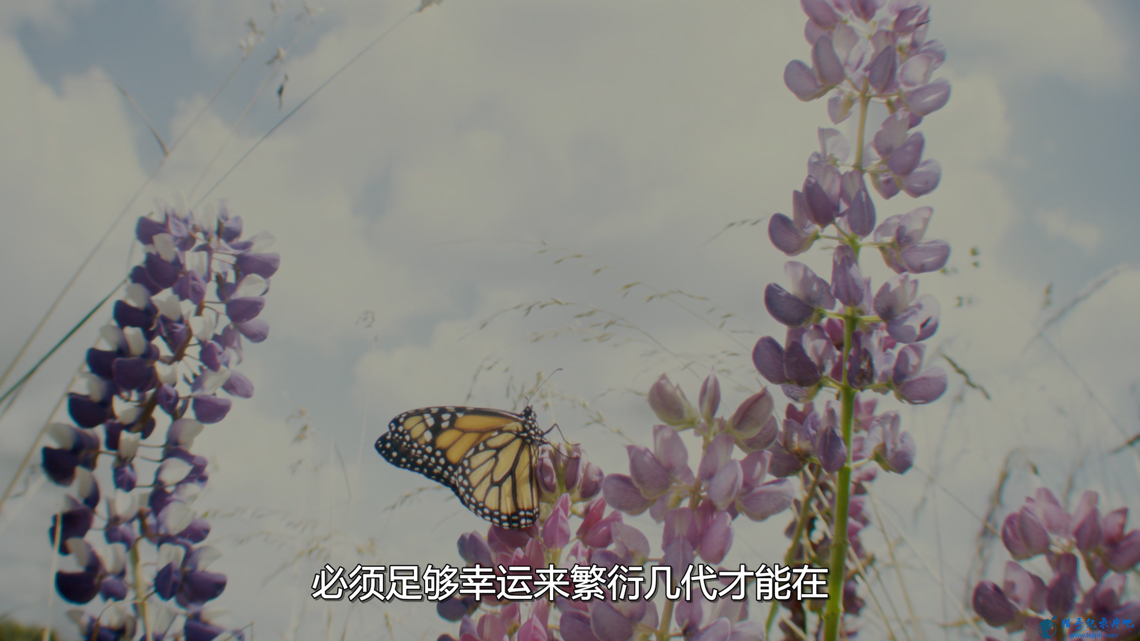 [Ǩ].Flight.of.the.Butterflies.2012.UHD.2160P.x265.10bit.HDR.English.A.jpg